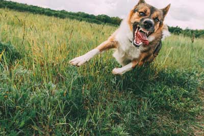Sacramento Dog Bite Attorney