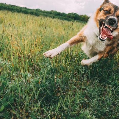 Roseville dog bite lawyer reviewing a strict liability claim