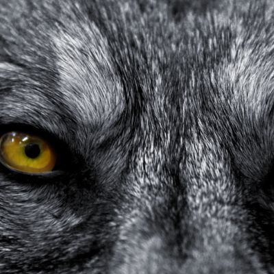 Animal Attack Attorney Sacramento CA Gingery